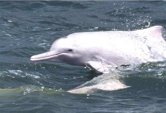 es Moby Dick.jpg
